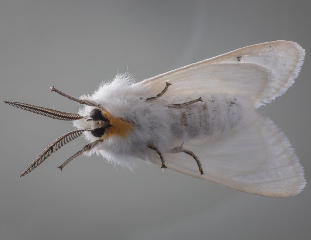 What Are The Stages Of A Moth's Life Cycle