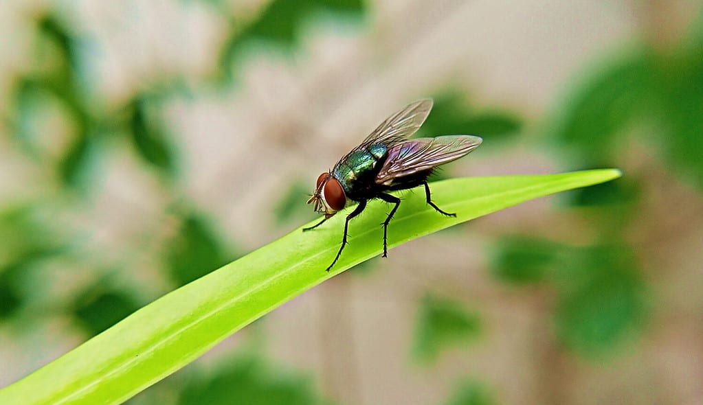 How Does Rain Affect the Movement Patterns of Flies