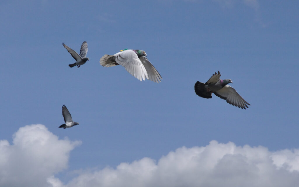 What are the Most Remarkable Instances of Pigeons Covering Extraordinary Distances