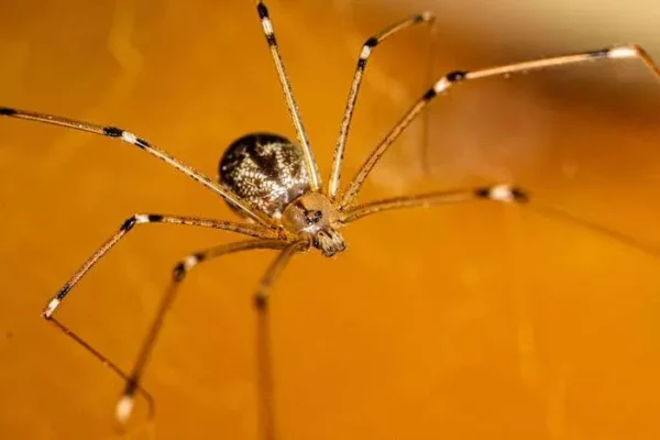 How Long Can House Spiders Live Without Food