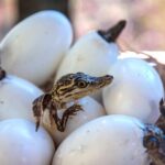 can you eat crocodile eggs