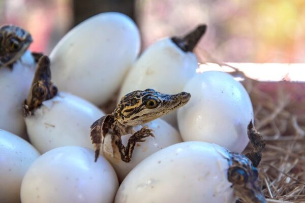 can you eat crocodile eggs