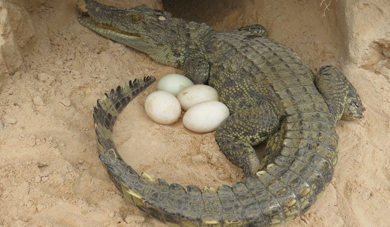 Is it legal to eat crocodile eggs